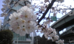 桜 写真